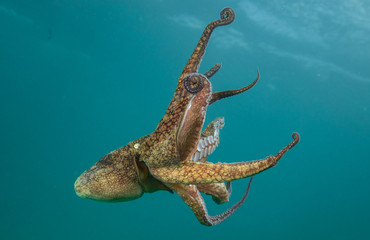 Fototapeta premium Octopus over coral reef in the sea