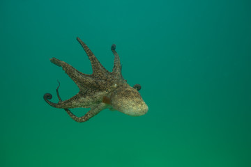 Octopus over coral reef in the sea