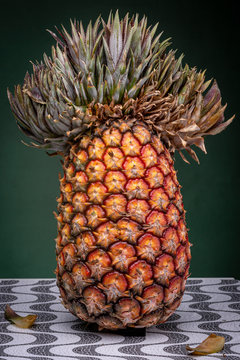 Close up of an upright standing pineapple with an extraordinary top that looks like a Mexican sombrero or Napoleon hat against a dark green background with a couple of fallen leaves