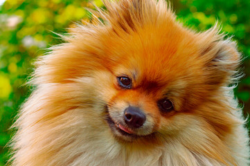 Spitz red-haired dog in the summer on the lawn in bright sunshine.  Portrait.  Front view.