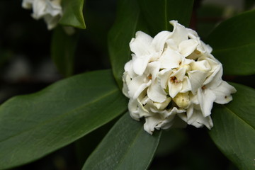 bouquet of white flowers