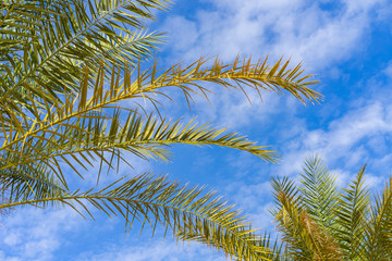 Fototapeta premium Green trees in front of a blue sky with fluffy clouds