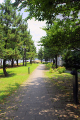 横浜ベイエリアの緑地