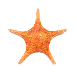 top of a dry starfish as chinese medicine