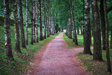 Obraz premium Дорожка в парке