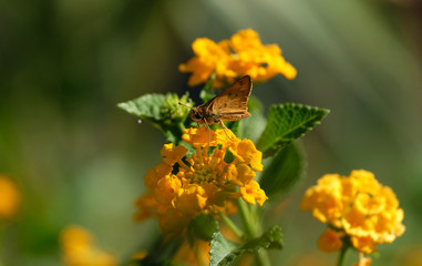 Insect on flower