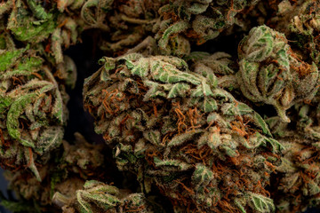 Medical application of the marijuana plant in treating addiction and legal weed concept theme with macro close up on THC crystals on cannabis bud