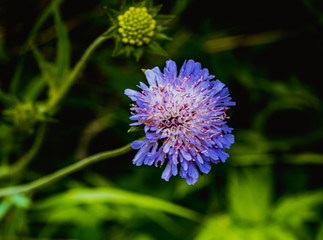 Mały niebieski kwiatek