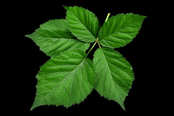 Fototapeta na wymiar Blackberry fruit leaf closeup