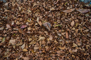 Fallen leaves on the ground, brown texture closeup.