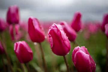 Pink tulip in sun