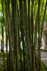 Bamboo forest, green nature background