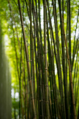 Fototapeta premium Bamboo forest, green nature background