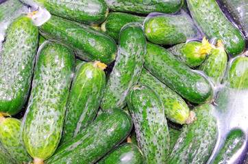 Fresh cucumbers cooked for pickling and marinade