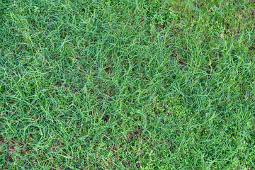 The texture of the lawn, green lawn with sparse grass closeup.