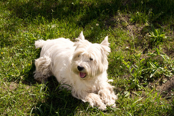 The West highland white Terrier on a green lawn..