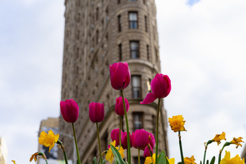 New York, New York/USA - April 29 2018: Flowers in front of the Flatiron building in New York City