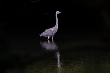 great blue heron in water