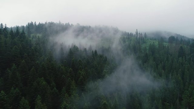 Aerial drone footage of forest mist