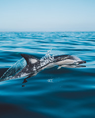 Fototapeta premium Dolphin