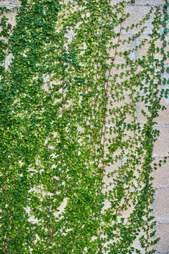 Green leaves growing on a brick wall