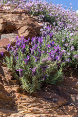 Plant (Lavandula stoechas) grows in its natural habitat close-up