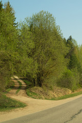 Forest road. way through the forest. country road