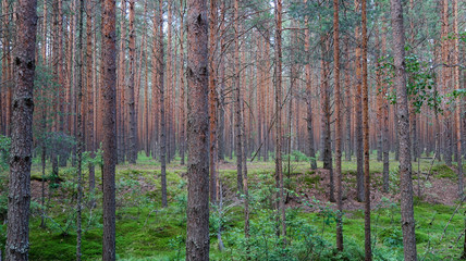 Pine forest picturesque view. Summer nature landscape. Russia