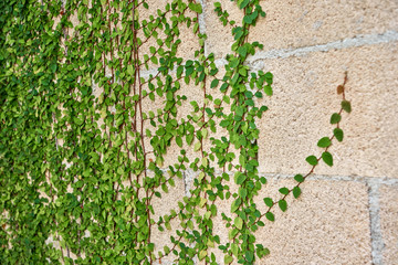 Green leaves growing on a brick wall