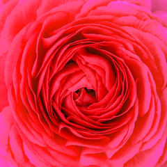 Center of a flower - red gerbera