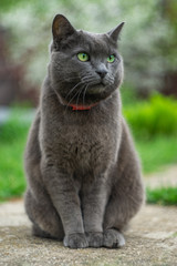 Cat with a red collar of breed Russian blue