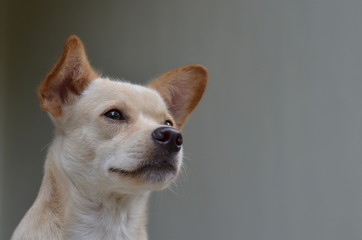 Obraz premium Cute dog