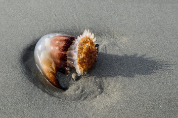 Cannonball jelly (Stomolophus meleagris) on the shore of Myrtle Beach in South Carolina