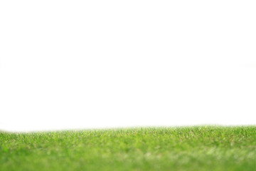green leaf on white coppy space background