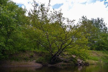 Fototapeta na wymiar tree in the forest and river