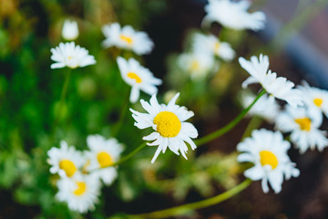 Fototapeta premium White flowers with yellow centers