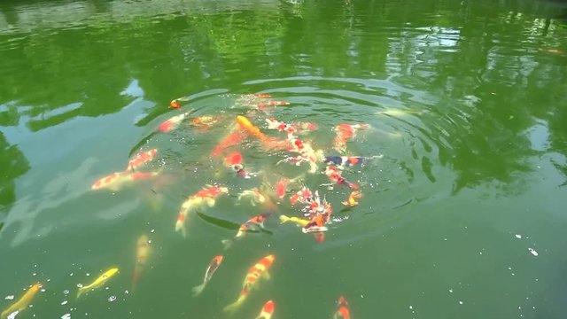 Koi fish in a pond and fight for food. Koi fishes are colored Amur carp, usually are for decorative purpose in pond or water garden. 