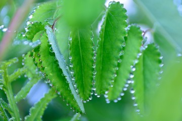 吾亦紅の葉のまわりに朝露のふち飾り