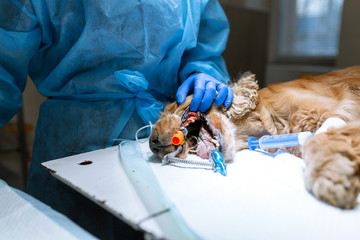 Veterinary dentistry. Dentist surgeon veterinarian cleans and treats a dog's teeth under anesthesia on the operating table in a veterinary clinic. Sanitation of the oral cavity in dogs