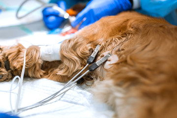 A dog with pulse sensors and an ecg with a catheter in its paw is lying on the operating table in a veterinary clinic. The dog is awaiting surgery. A veterinarian is administering an anesthetized dog
