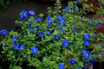 Fototapeta premium minimal garden