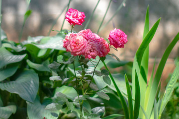 Pink roses in a green garden in summer