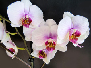 Obraz na płótnie Canvas Moon Orchid (Phalaenopsis amabilis)