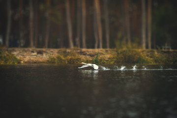 swan on the lake