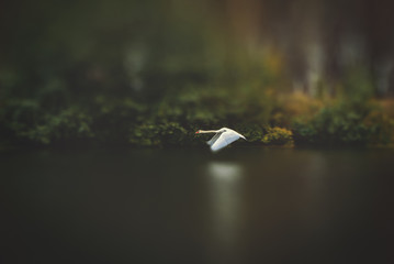 swan in flight