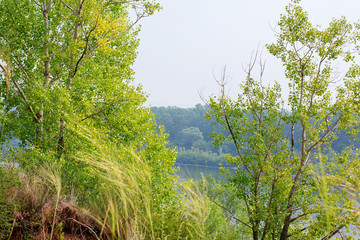 Mountain green forest and river in summer