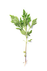 Green leaf. Isolated on a white.