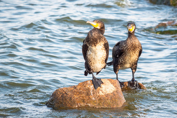 The great cormorant (Phalacrocorax carbo) in natural habitat