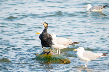 The great cormorant (Phalacrocorax carbo) in natural habitat