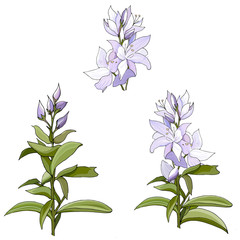 Vector set of violet flowers on a white background for decorating greeting cards, design greetings. Vector illustration.